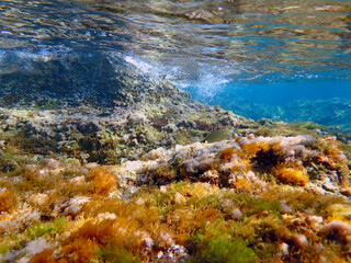 Un fondale marino ricco di vita nel Plemmirio 1158