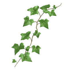 Green leaf, ivy, plant, climbing, nature Lush green ivy leaf plant climbing branch