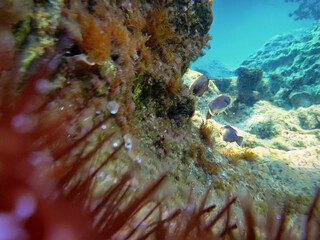 Il respiro del mare del Plemmirio 1288