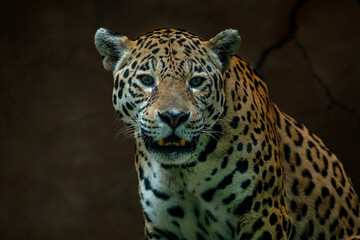Jaguar stares in ahead with serious eyes.