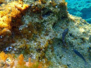 Il fondale del Plemmirio 1291