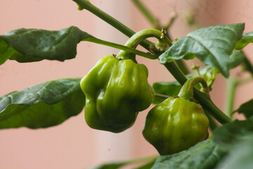 Habanero chili peppers growing on the plant. Closeup on green unripe habaneros (Capsicum chinense). Habanero chili, the hottest chili in the world.	