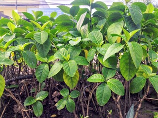 Ixora coccinea green foliage forming dense hedge, glossy leaves of tropical shrub for garden landscape texture