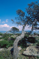Obraz premium tree Cork oak ( Quercus suber) on the basalt plateau of Giara di Gesturi in Sardinia, italy