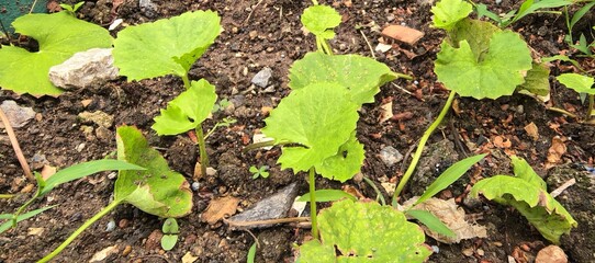 vibrant gotu kola plants growing in rich soil under natural sunlight.