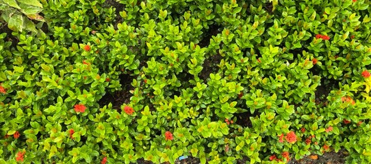 A dense arrangement of green leaves and clusters of tiny, bright red flowers.