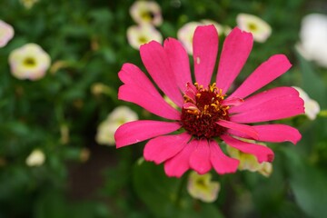 Obraz premium Zinnia flower from home garden, selective focus
