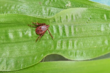 A tick in the grass
