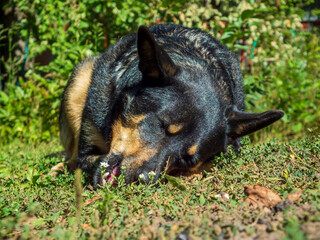 Calm German Shepherd resting in the grass.