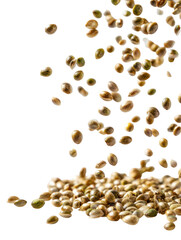 Obraz premium Hemp seeds scattering and falling from above on white background