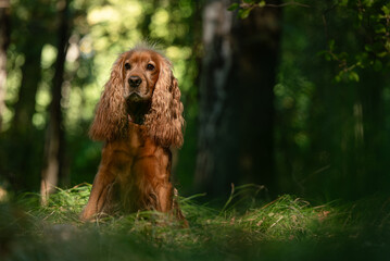 Cocker spaniel angielski w lesie, portret.