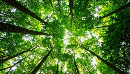 Fototapeta premium forest trees 