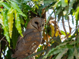 Majestic Barn Owl Perched on Tree Branch with Feathers Detailed, Wildlife Bird in Natural Habitat