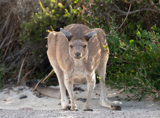 Kangaroo in the bush in Western Australia, Australia