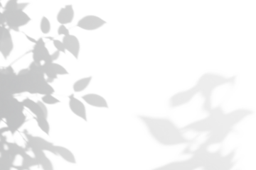 shadow overlay effects of realistic abstract natural tree leaves shadow on wall background,Summer sunlight and shadow overlay effect,shadow for photo interior backdrop studio mockup