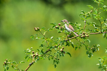Red Backed Shrike, Lanius collurio, female perched on a green dog rose branch in summer. Carnivorous passerine bird, green blurred background.