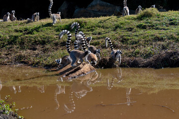 Lemures de cola anillada o lemur catta de Madagascar en la reserva de Anja