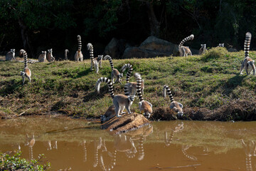 Lemures de cola anillada o lemur catta de Madagascar en la reserva de Anja © Alicia