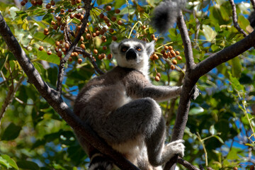 Lemures de cola anillada o lemur catta de Madagascar en la reserva de Anja