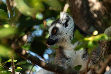 Lemures de cola anillada o lemur catta de Madagascar en la reserva de Anja