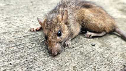 Wild mice are common in homes. A small mouse poses on a cement floor.