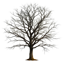 Obraz premium Black Dead Tree Silhouette – Isolated on White or Transparent Background, PNG, AI Generated