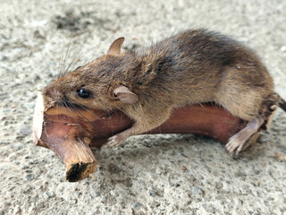 Wild mice are common in homes. A small mouse poses on a cement floor.