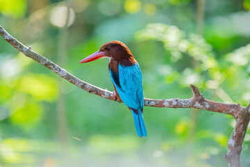 A stunning White-throated Kingfisher perches on a branch, its vibrant blue wings, reddish-brown head, and red beak standing out against a soft, green background.
