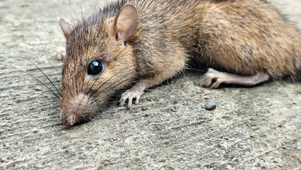 Wild mice are common in homes. A small mouse poses on a cement floor.