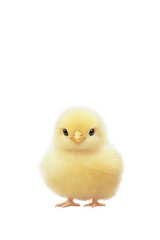 Portrait of a cute fluffy yellow chick isolated on transparent background