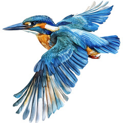 Watercolor painting of a kingfisher in flight isolated on transparent background