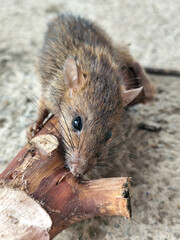 Wild mice are common in homes. A small mouse poses on a cement floor.
