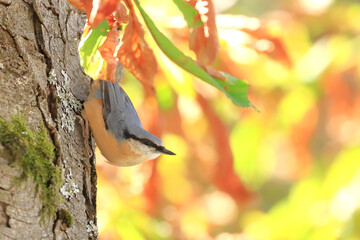 Bird in forest in autumn