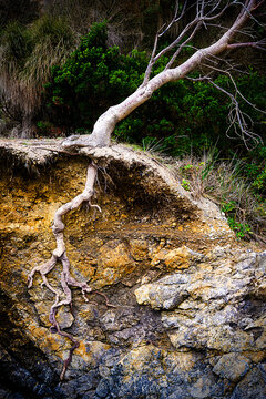 Exposed tree roots clinging to an eroded cliffside