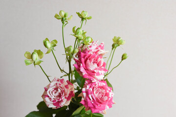 フラッシングとエクレール