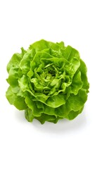 Fresh, vibrant green lettuce head