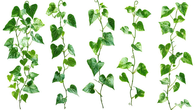 set of green leaves from Javanese treebine or grape ivy (Cissus spp.) isolated on a transparent background