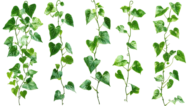 set of green leaves from Javanese treebine or grape ivy (Cissus spp.) isolated on a transparent background