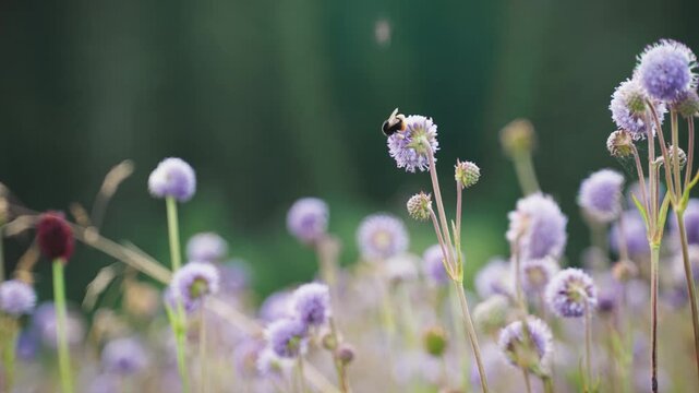 A macro shot of a bumblebee on a purple wildflower