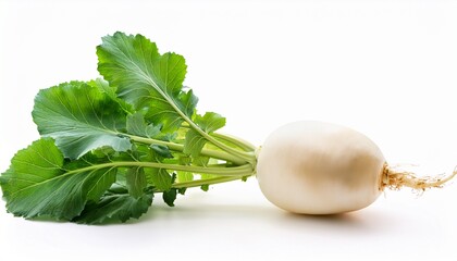 fresh white turnip with vibrant green leaves isolated on white background