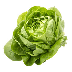 Crisp Butterhead Lettuce A Fresh  Vibrant Vegetable