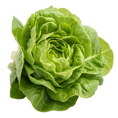 Crisp Butterhead Lettuce Fresh Produce Green Leafy Vegetable Healthy Eating Salad Ingredient Farm to Table VitaminRich Food