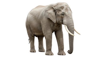 Isolated African Elephant