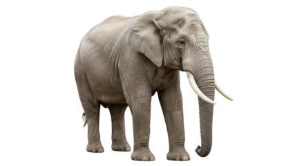 Isolated African Elephant