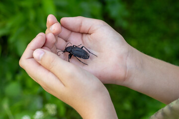 Close-up of child's hands gently holding beetle against blurred green background, highlighting connection between humans and nature through careful, respectful interaction with wildlife.