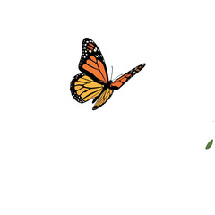 Monarch Butterfly with Orange and Black Wings Flying Freely on White Background