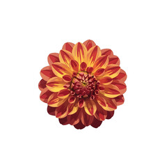 Close Up of a Vibrant Orange and Yellow Dahlia Flower with Intricate Petal Pattern on White Background