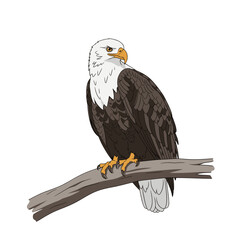 Detailed Illustration of an Eagle Perched on a Branch Featuring Brown Feathers and White Head on a White Background