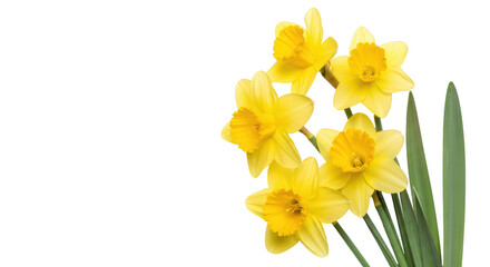 Isolated Daffodils