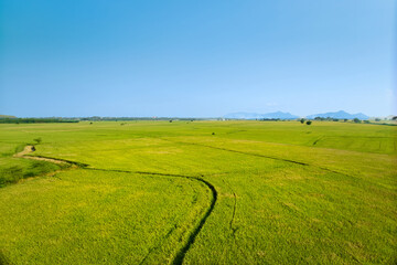 Aerial drone shot of a combine harvester machine in a golden paddy field in a village